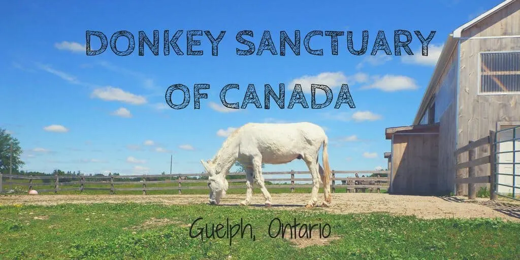 Donkey Sanctuary of Canada - Guelph, Ontario, Canada