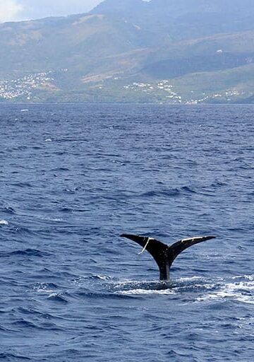 Dominica Whale Watching