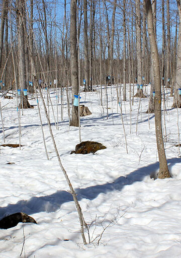 Visiting the Mountsberg Maple Syrup Festival! Maple Town is a fantastic Ontario maple syrup festival at Mountsberg Conservation Area.