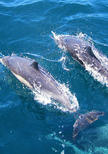 Swimming With Dolphins