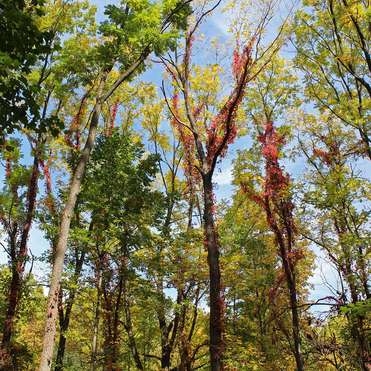 Bruce Trail Hike #2