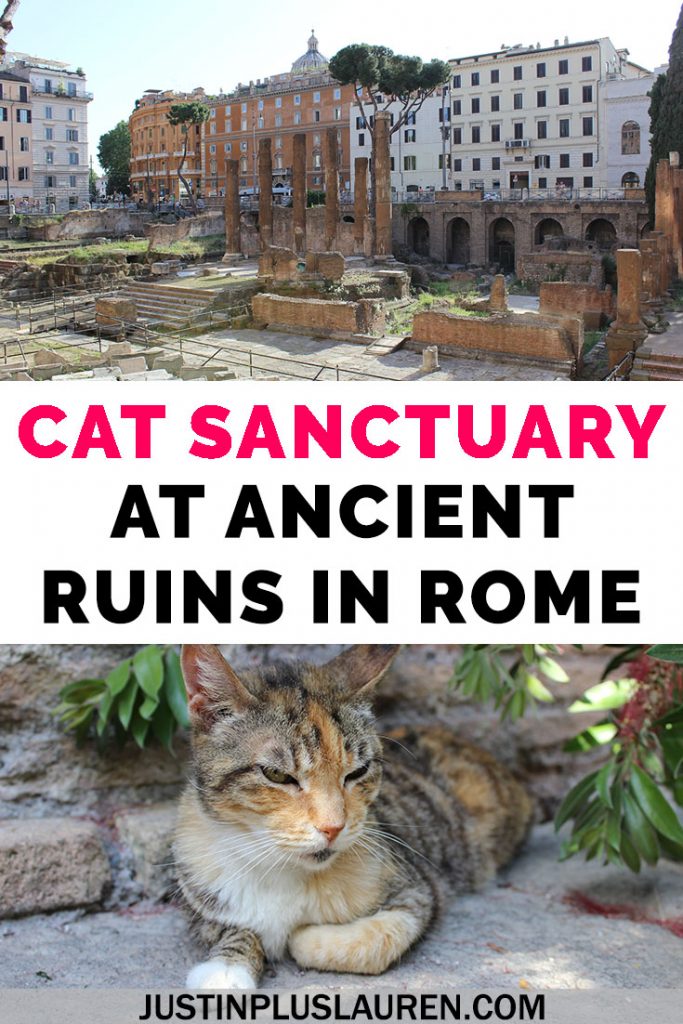 There's a cat sanctuary in Rome that you can visit where the cats live among ancient Roman ruins! Read more about our visit to Largo di Torre Argentina cat sanctuary and how you can plan your trip, too. #Rome #Italy #Travel #Cats #CatSanctuary #CatRescue