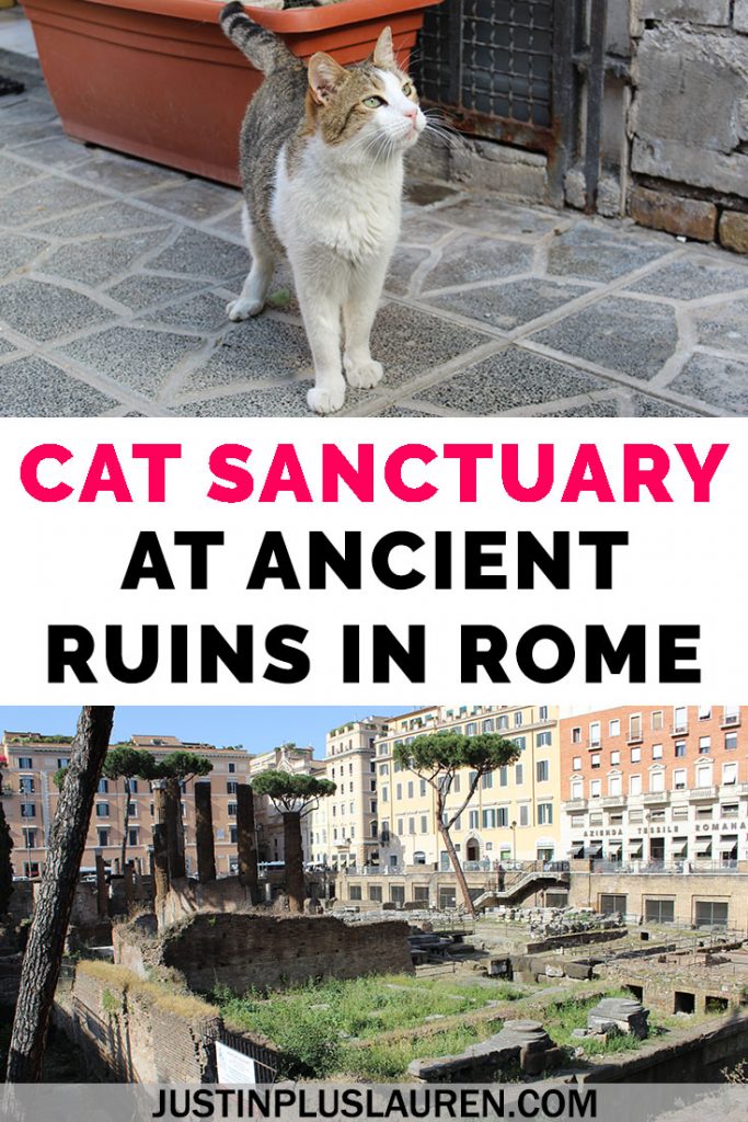 There's a cat sanctuary in Rome that you can visit where the cats live among ancient Roman ruins! Read more about our visit to Largo di Torre Argentina cat sanctuary and how you can plan your trip, too. #Rome #Italy #Travel #Cats #CatSanctuary #CatRescue