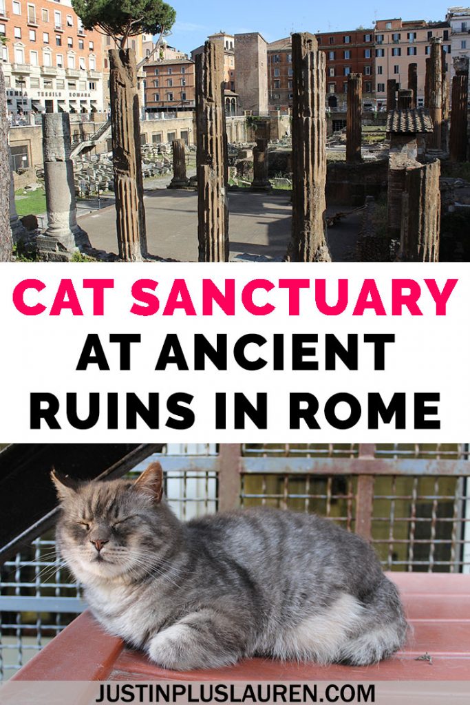 There's a cat sanctuary in Rome that you can visit where the cats live among ancient Roman ruins! Read more about our visit to Largo di Torre Argentina cat sanctuary and how you can plan your trip, too. #Rome #Italy #Travel #Cats #CatSanctuary #CatRescue