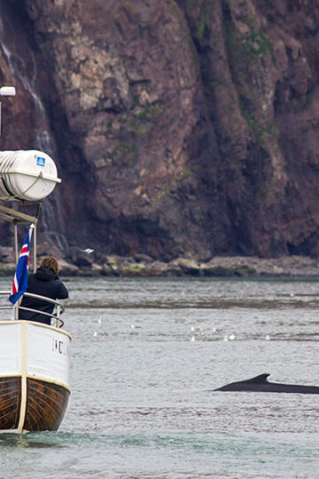 Husavik Whale Watching