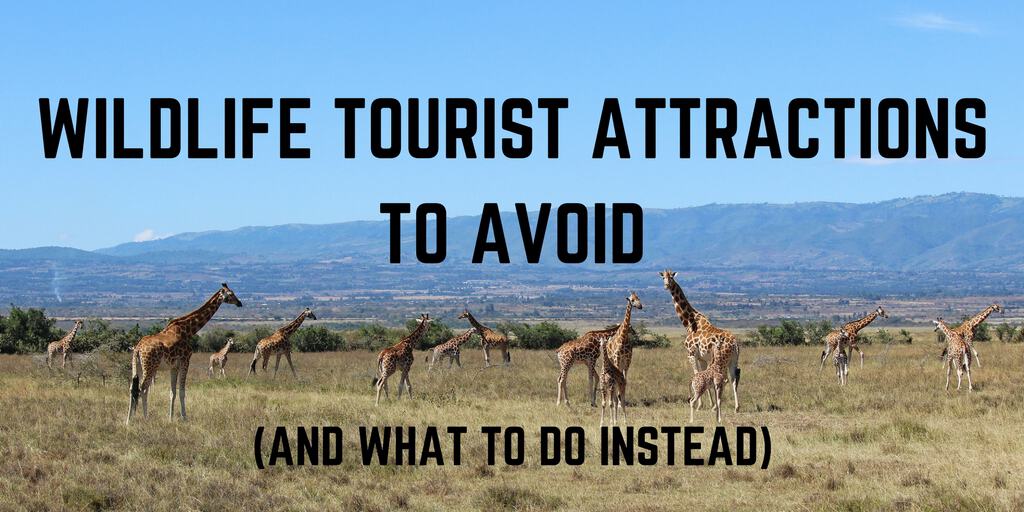 Wildlife Tourist Attractions to Avoid (and What to do Instead) | Justin ...