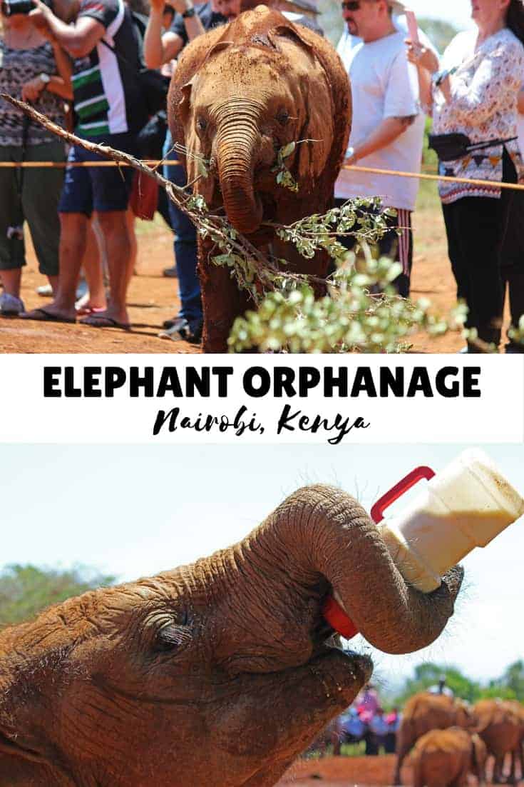 Visiting the Elephant Orphanage in Nairobi, Kenya