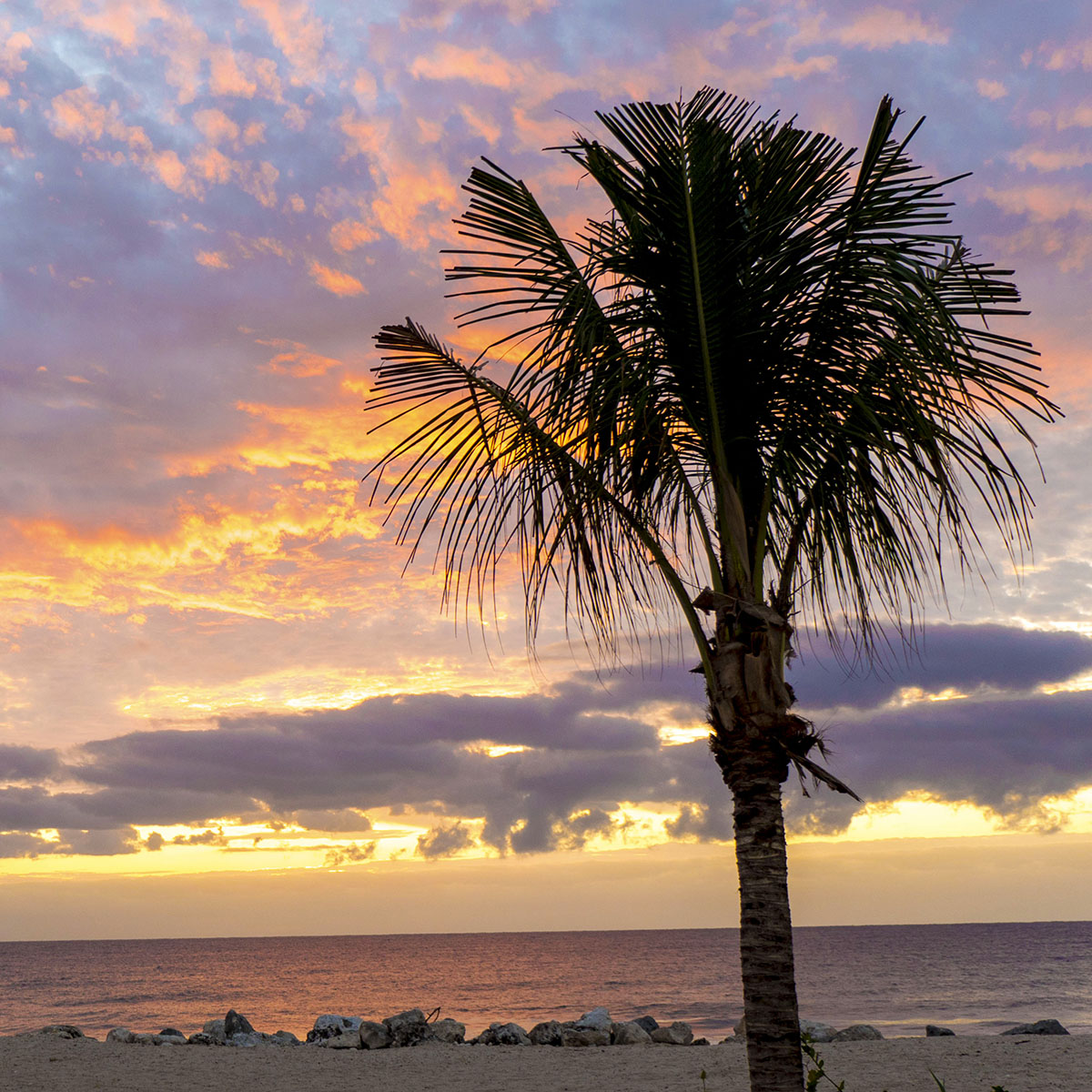 Grand Palladium Riviera Maya Vegan Guide