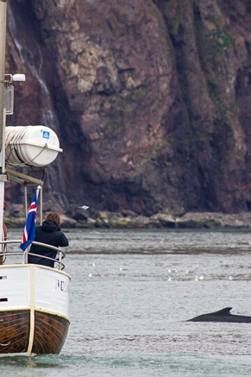 Iceland: Eating Whale Meat vs Whale Watching