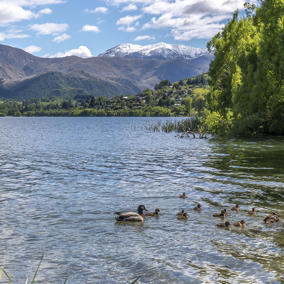 Queenstown to Wanaka Day Trip