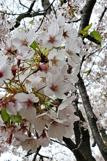 Toronto High Park Cherry Blossoms