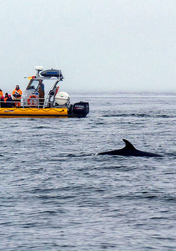 Whale watching in Tadoussac Quebec