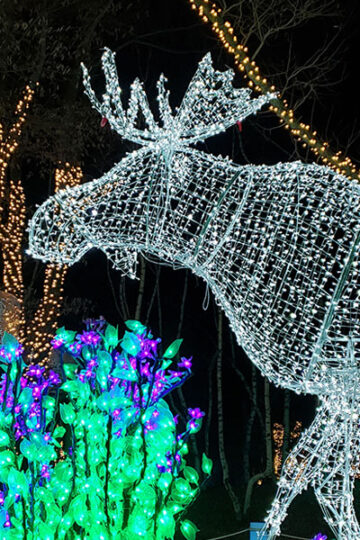 Christmas Lights Toronto