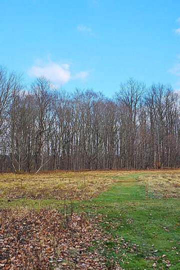 Griffis Sculpture Park