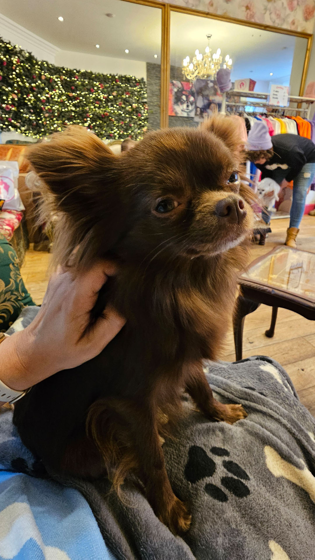 Edinburgh Chihuahua Cafe