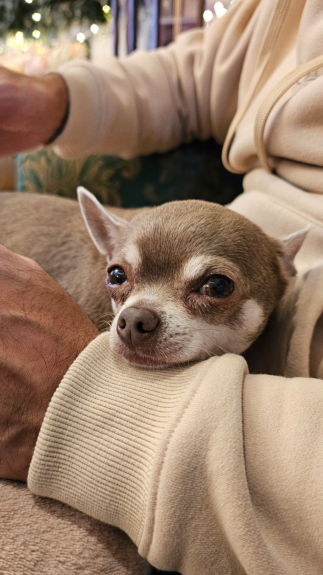 Edinburgh Chihuahua Cafe