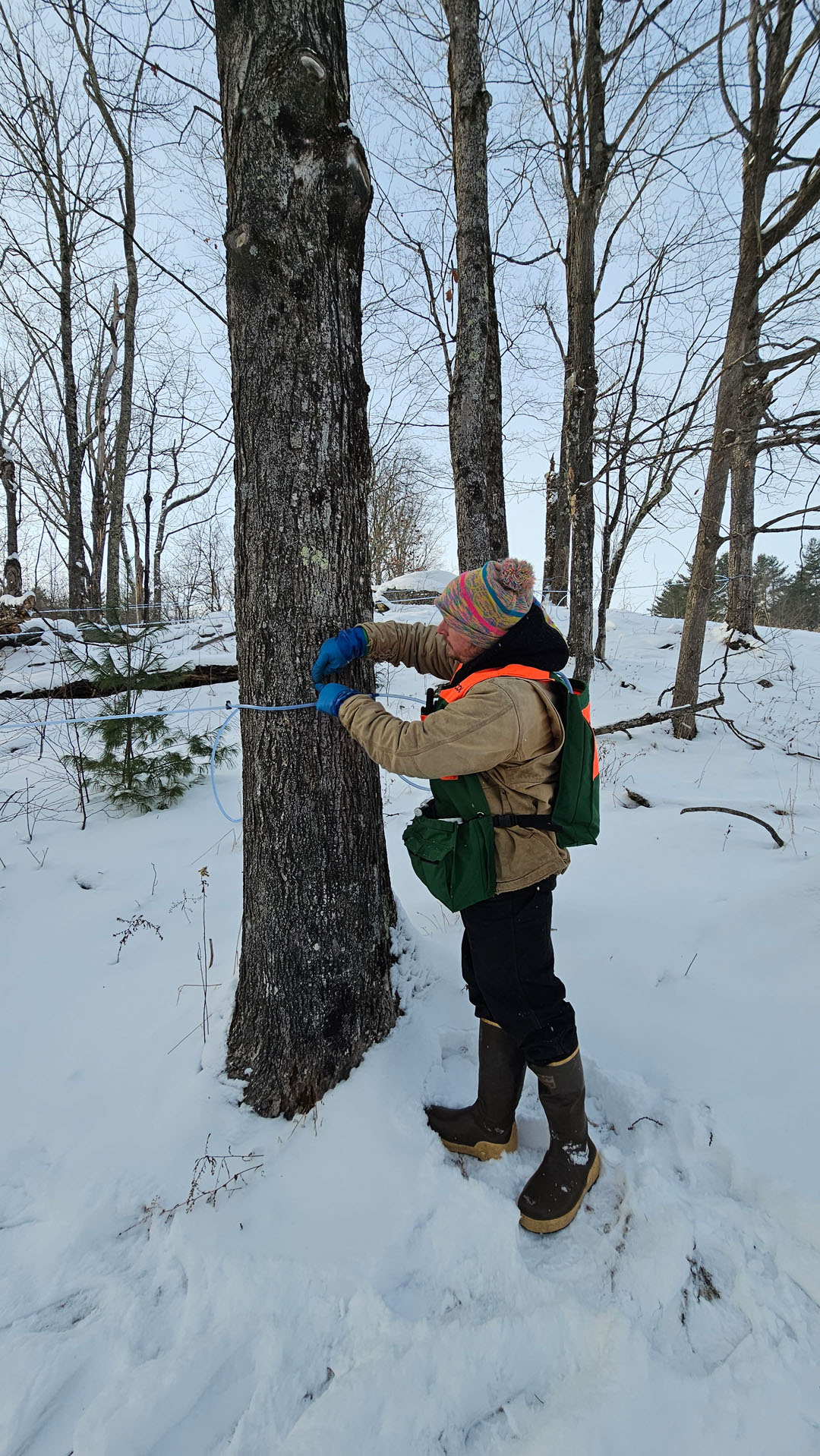 Baird Farm: Organic Maple Syrup Farm