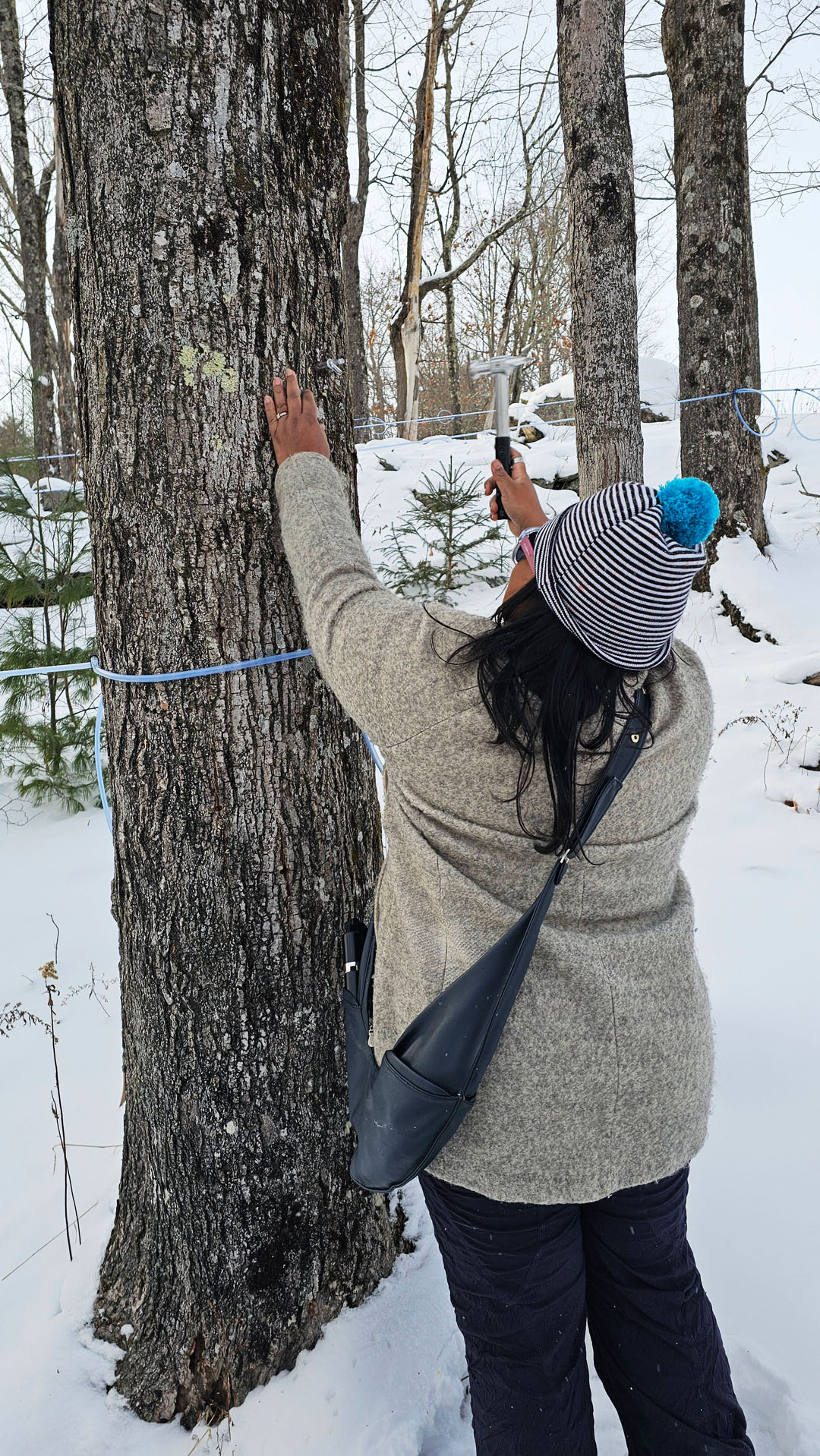 Baird Farm: Organic Maple Syrup Farm