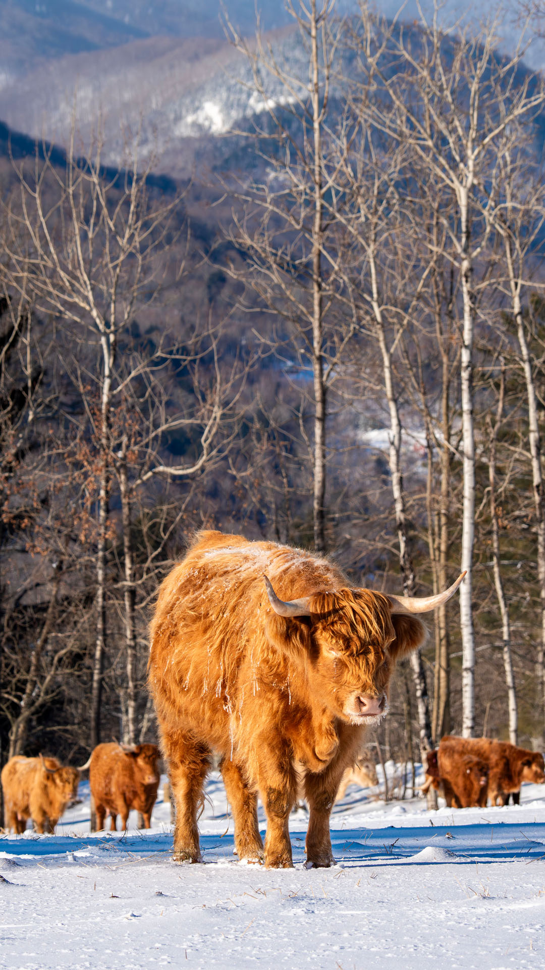 Scottish Highland Cows at Trapp Family Lodge