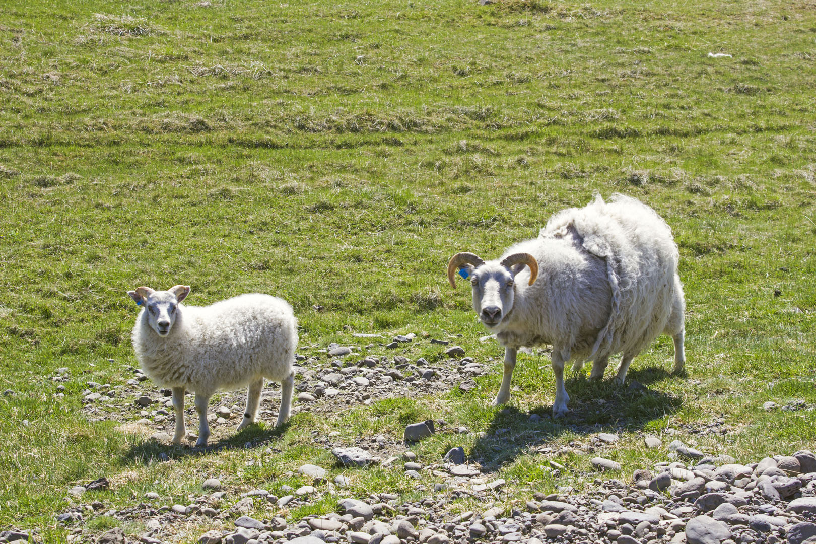 2016-EastIceland036 Sheep