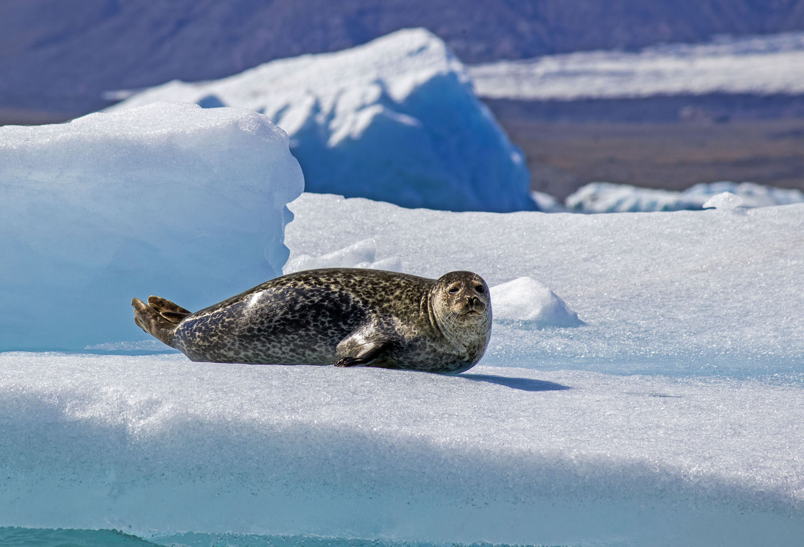 2016-Jokulsarlon038 Seal at Jokulsarlon Glacier Lagoon in Iceland
