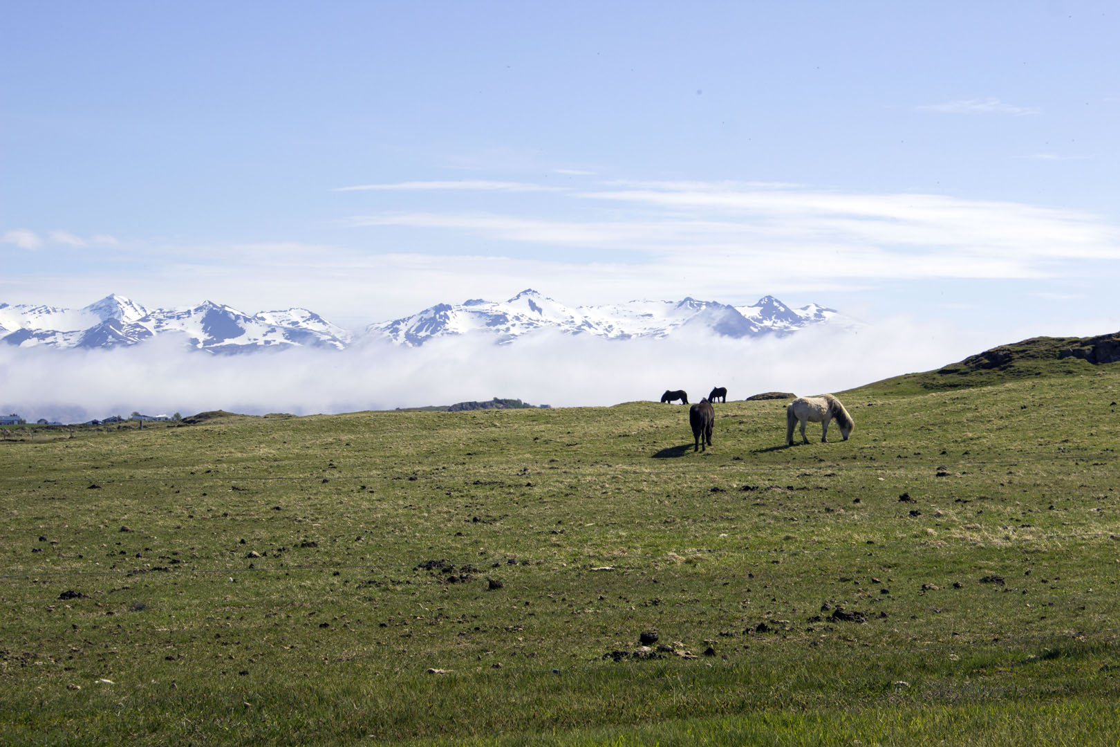 2016-SoutheastIceland009 Vatnajökull National Park and Glaciers in the distance beyond the horses