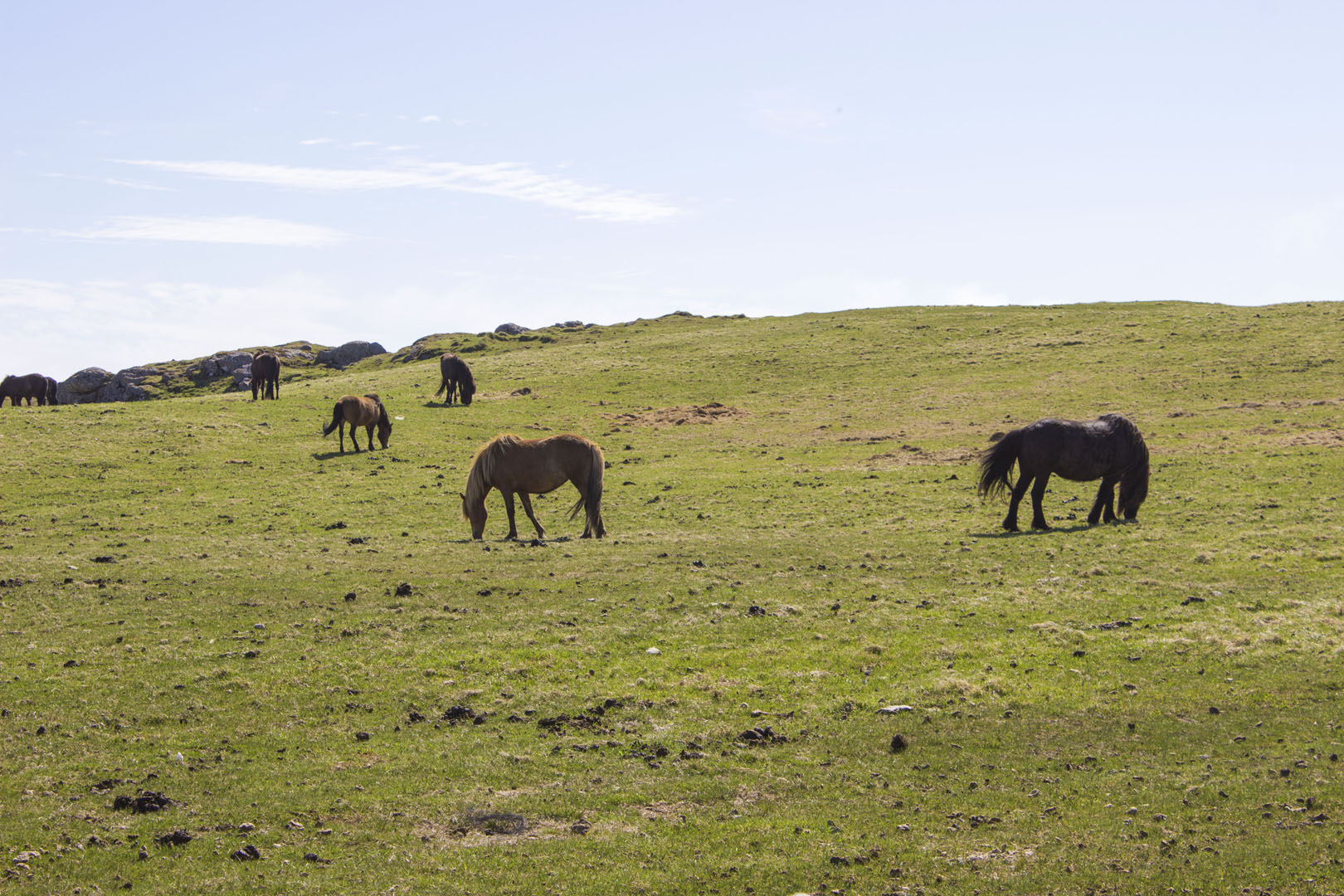 2016-SoutheastIceland010 Horses on the property