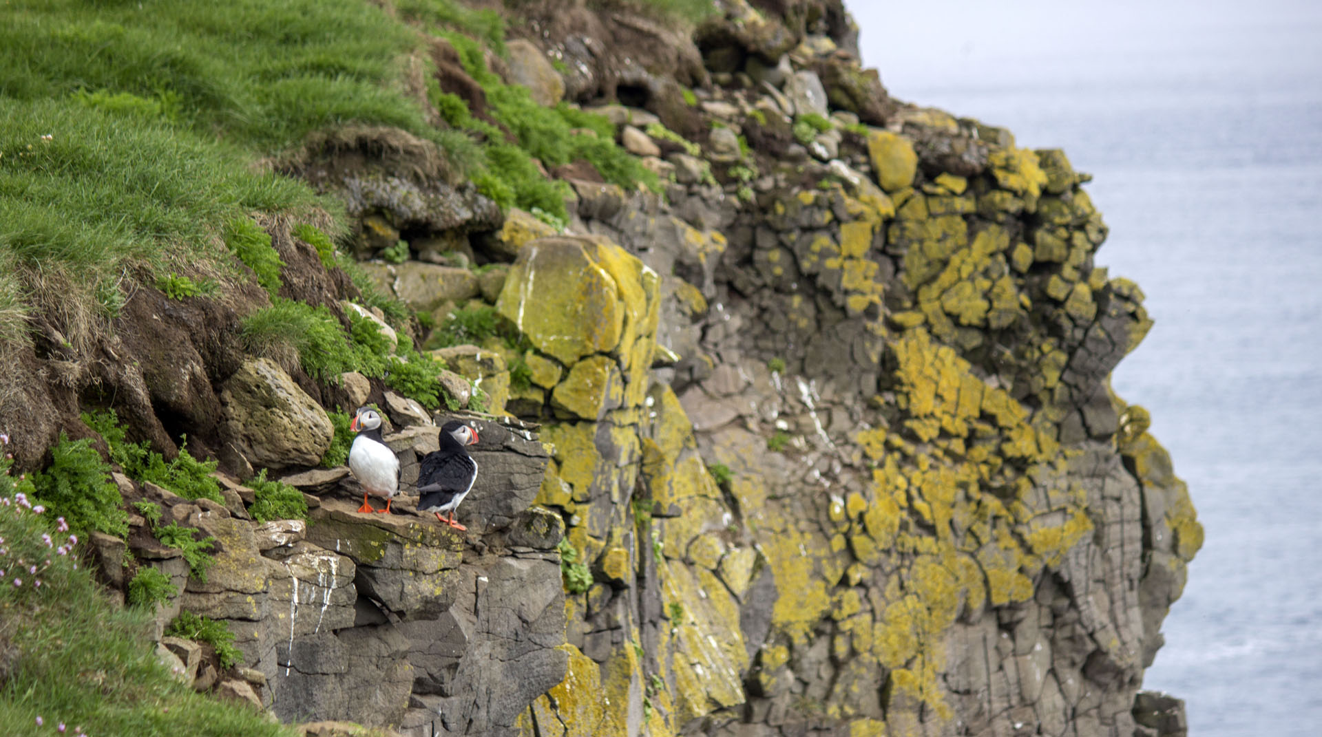 2016-Westfjords058 Latrabjarg Cliffs - Puffins