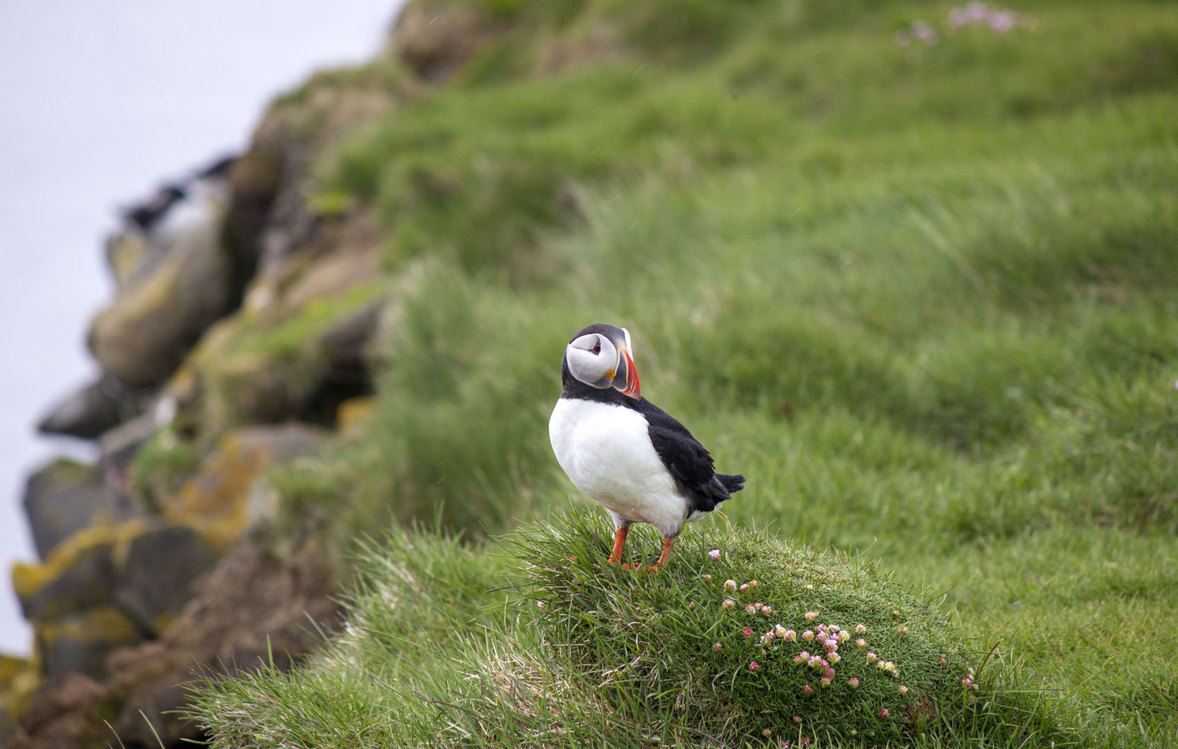 2016-Westfjords063 Latrabjarg Cliffs - Puffins