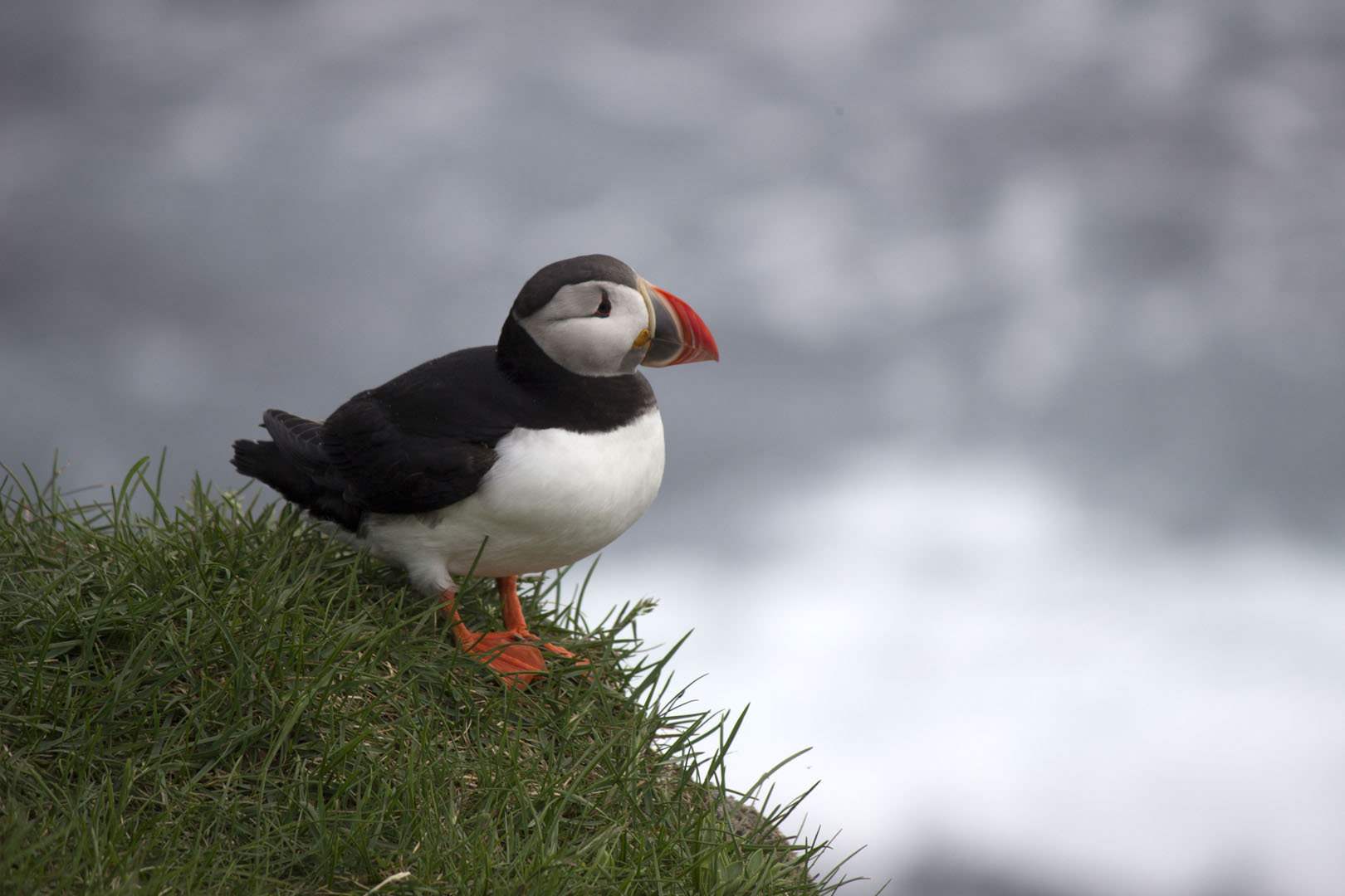 Puffin in Westfjords Iceland