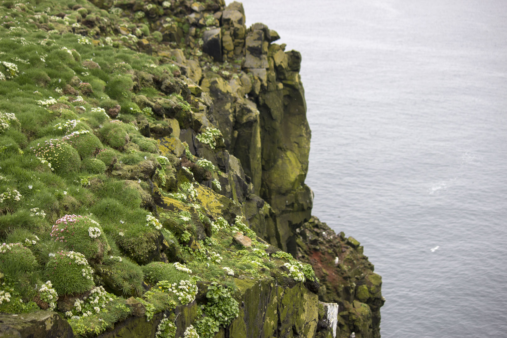 2016-Westfjords079 Latrabjarg Cliffs