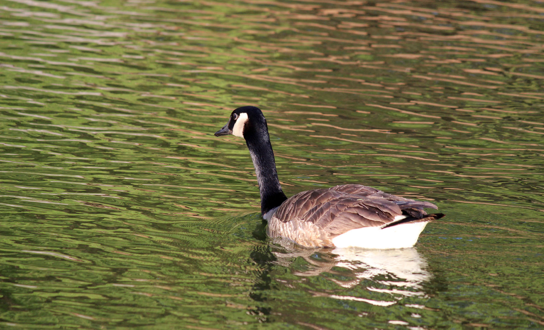Canada Goose