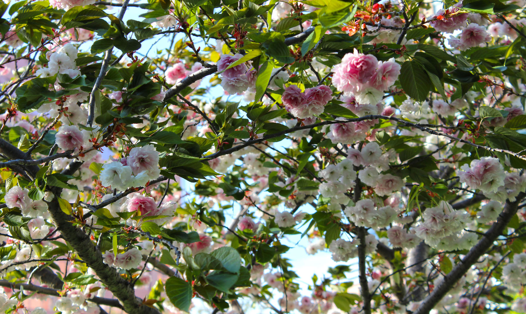 Cherry Blossoms Mississauga