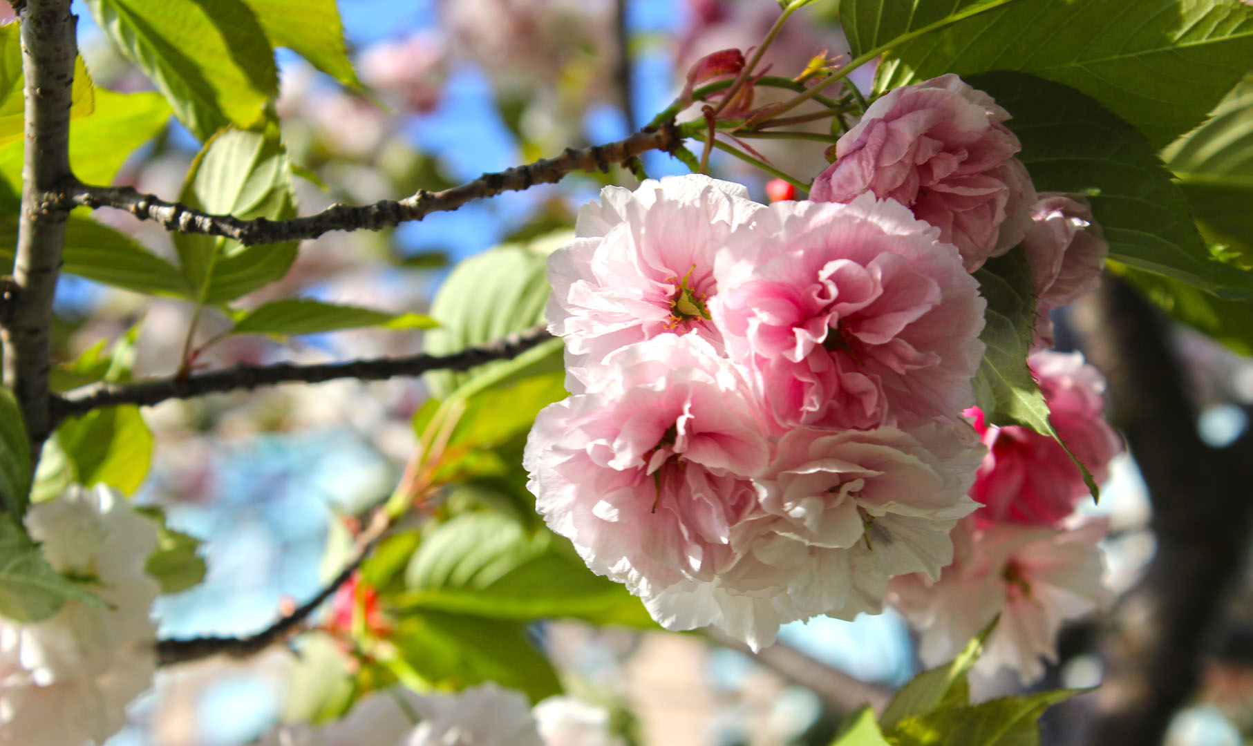 Cherry Blossoms Mississauga