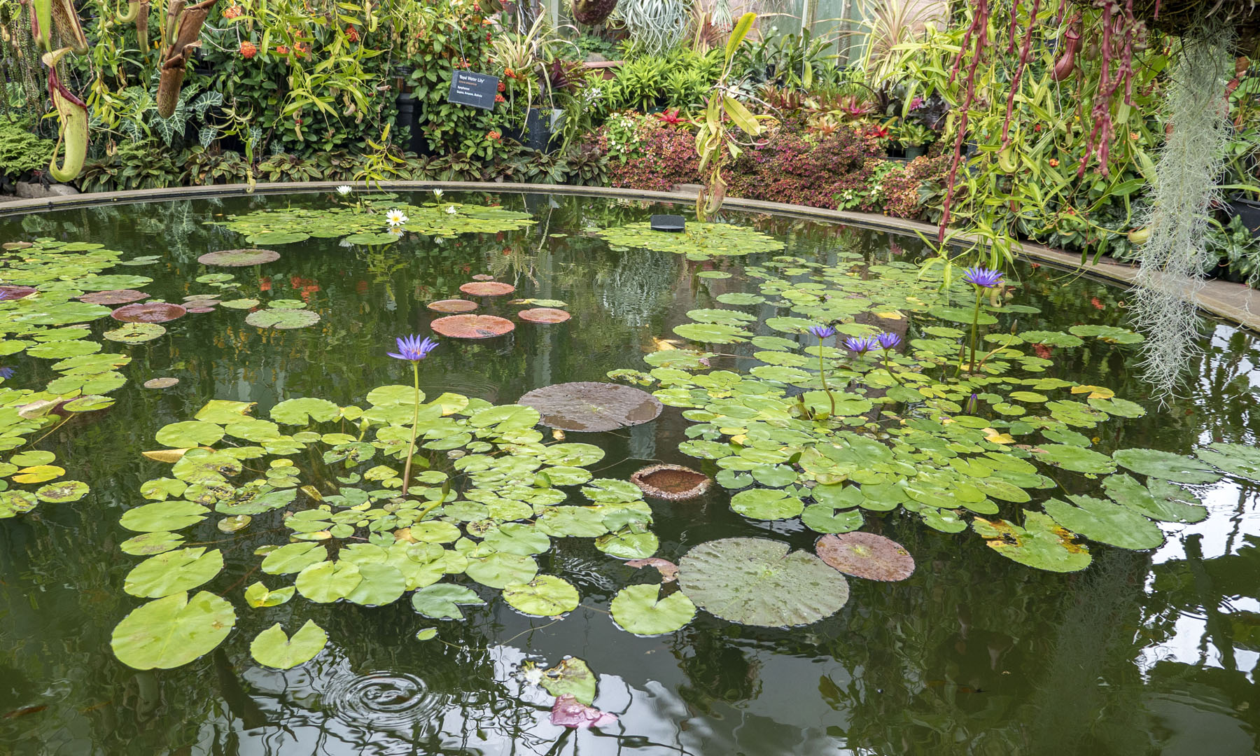 Auckland Domain Winter Garden