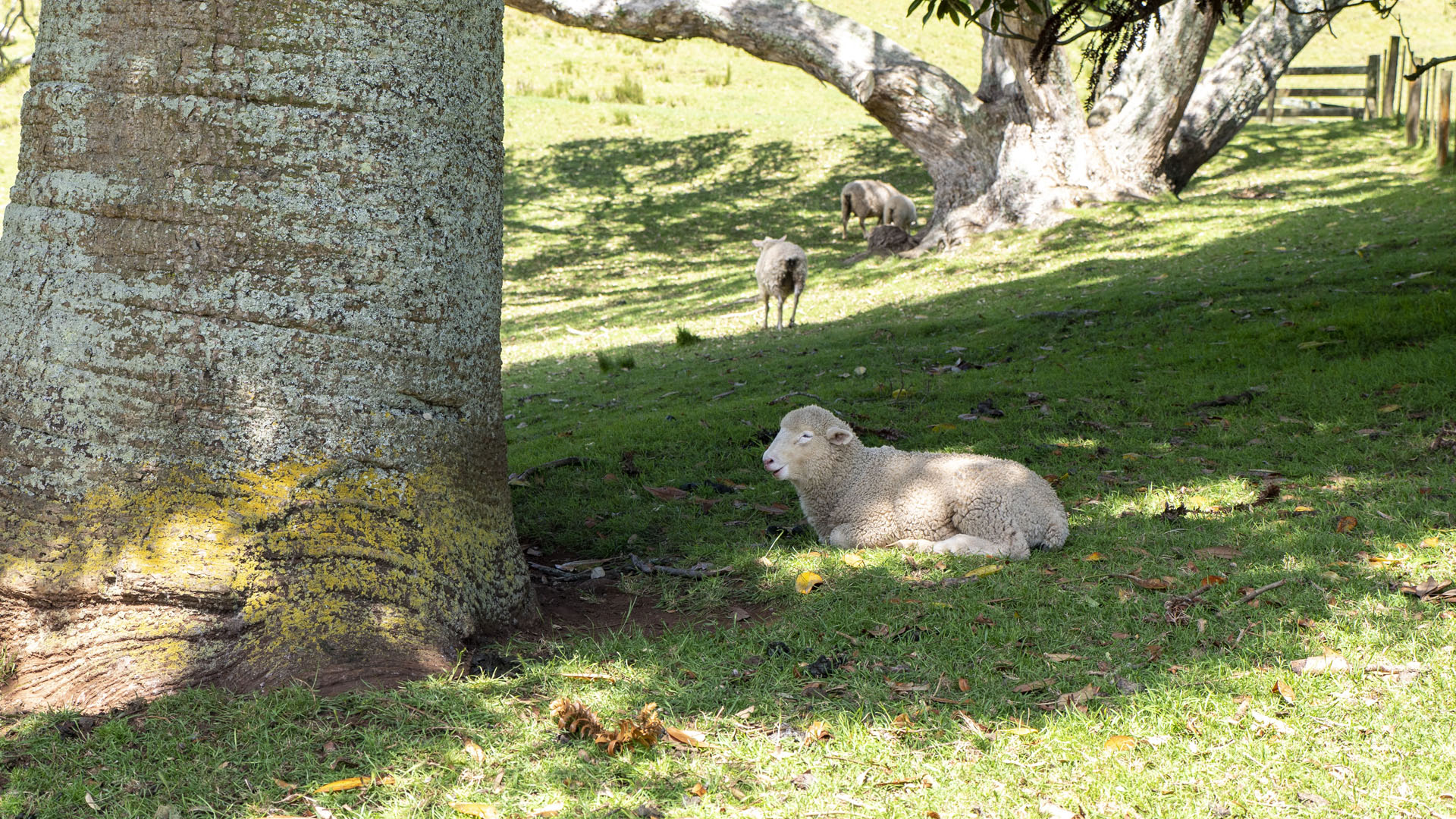 Maungakiekie / One Tree Hill