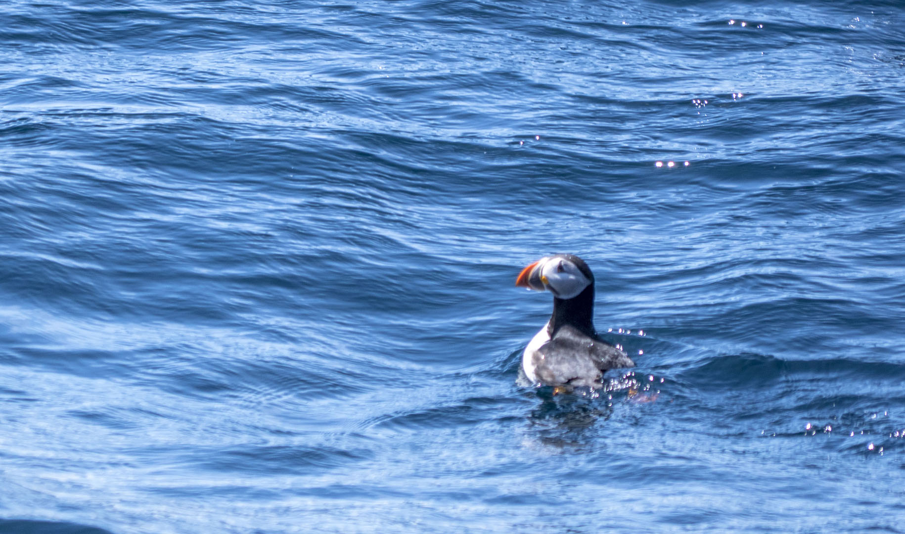 2018-Avalon068 Puffin in Newfoundland