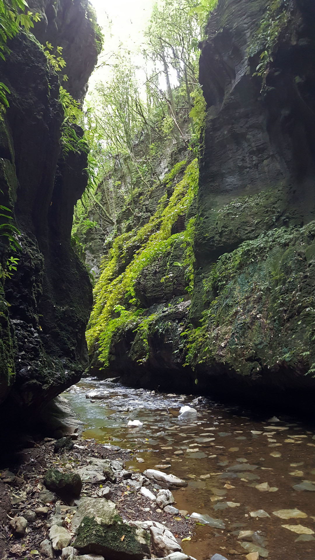 Lush caves in Waitomo