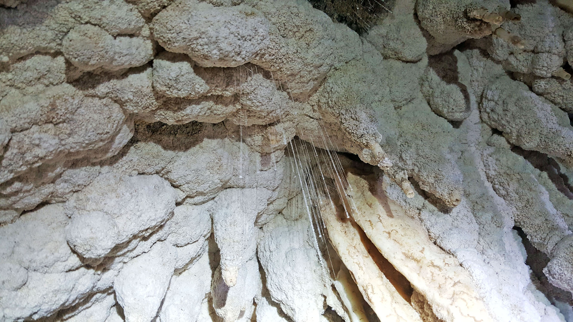 Glowworms hanging from the ceiling of the cave in New Zealand