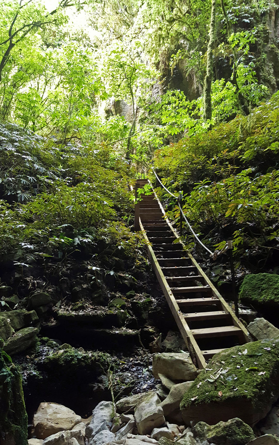 Glowworm Caves Tour in New Zealand