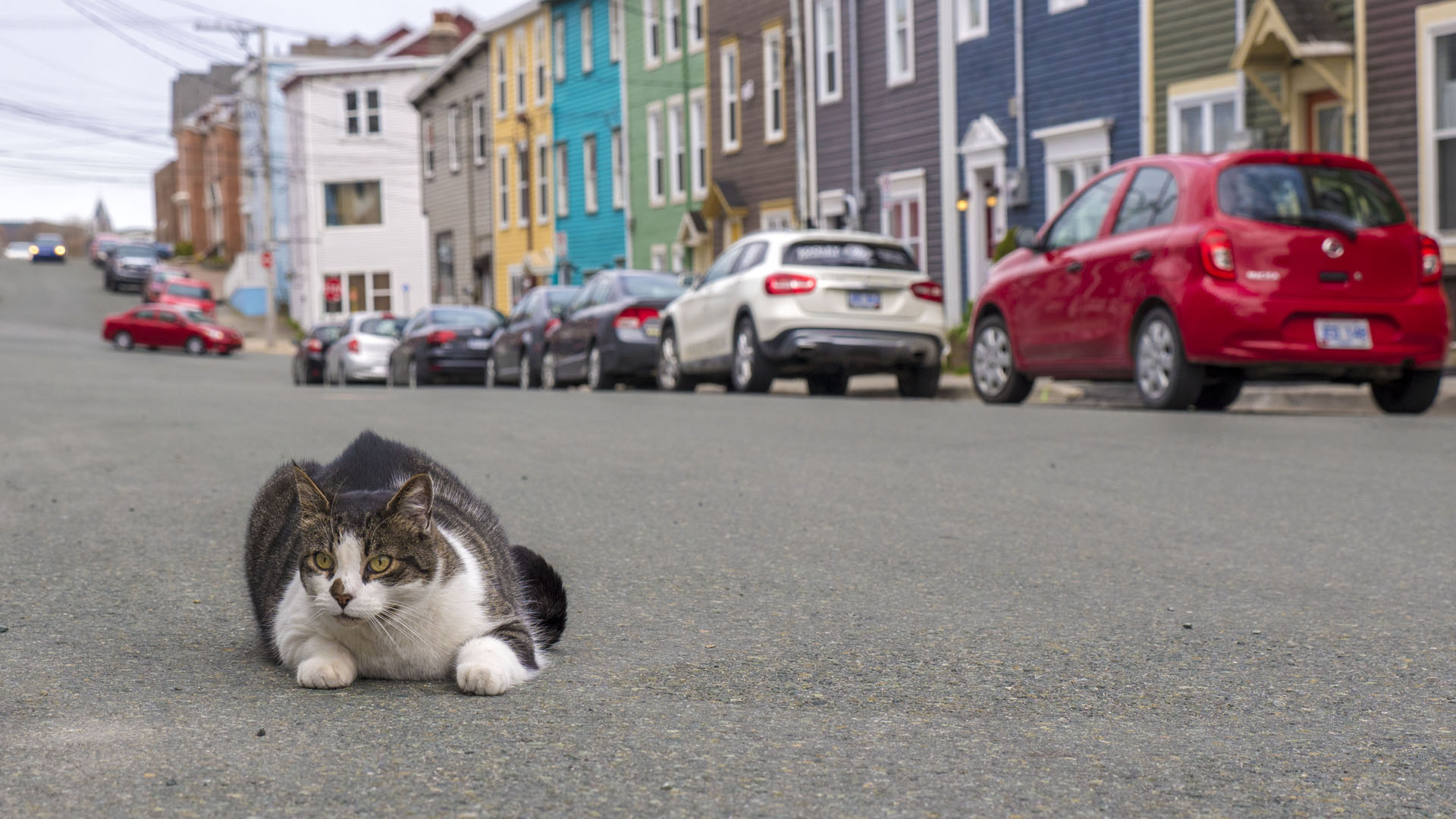 2018-StJohns026 Cat at Jellybean Row