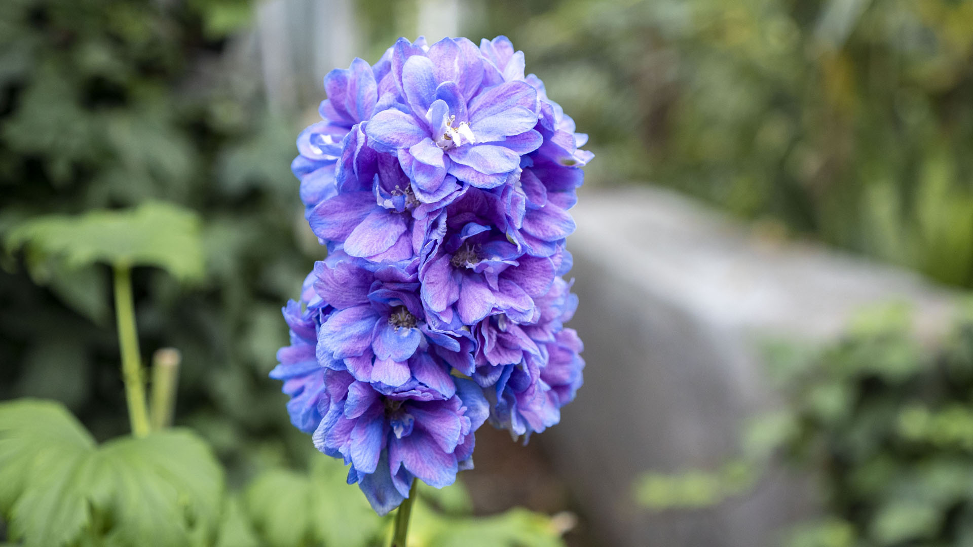 Toronto Botanical Garden