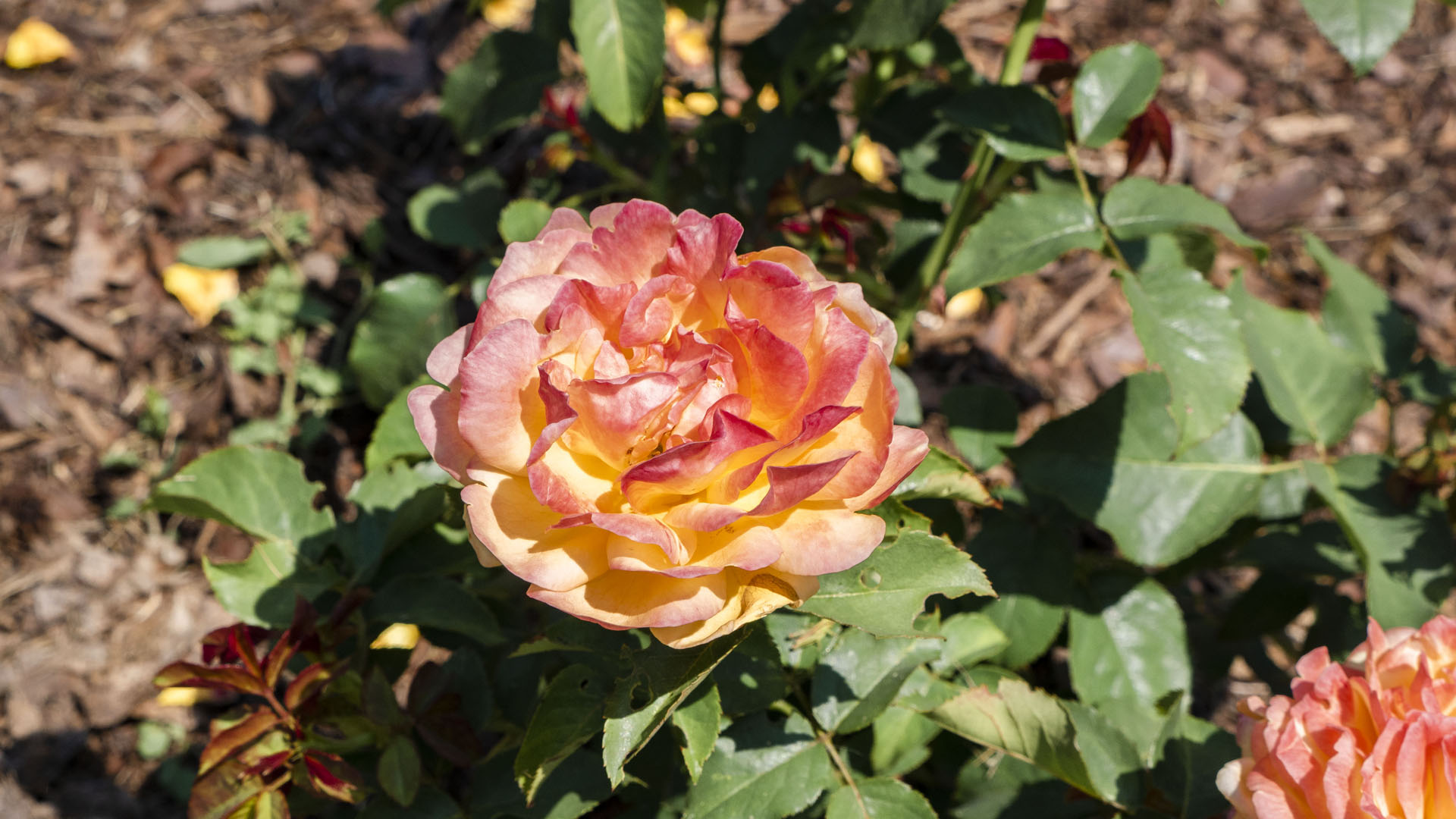 Edwards Gardens