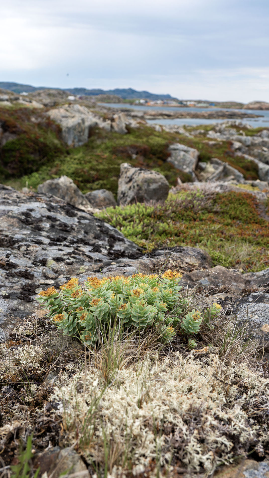 2024-FogoIsland153 Foraging and Tea Making Workshop