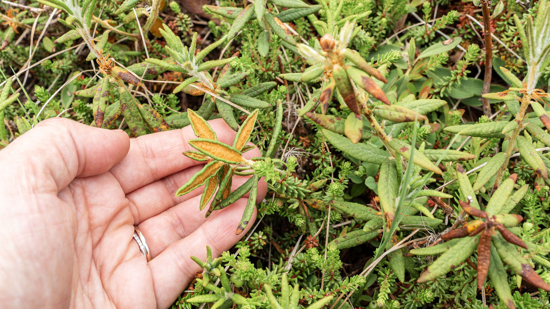 2024-FogoIsland161 Labrador Tea