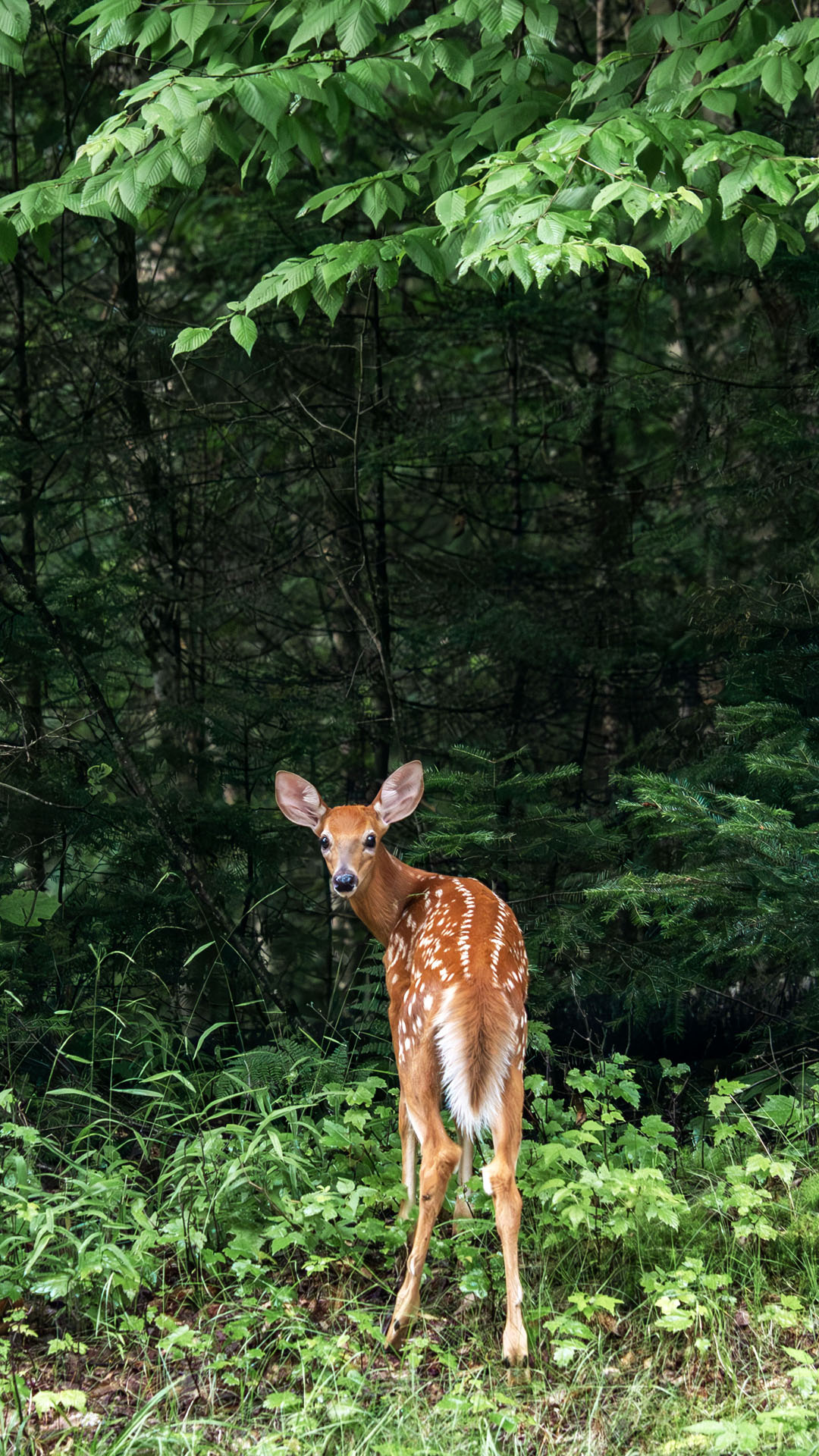 2024-Laurentians061 Deer at Mont Tremblant National Park
