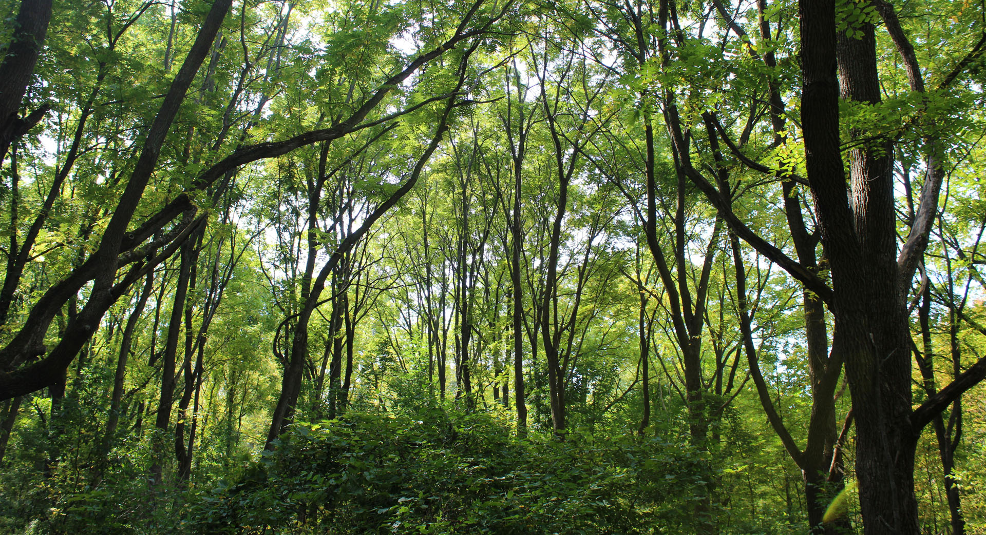 The Bruce Trail Niagara
