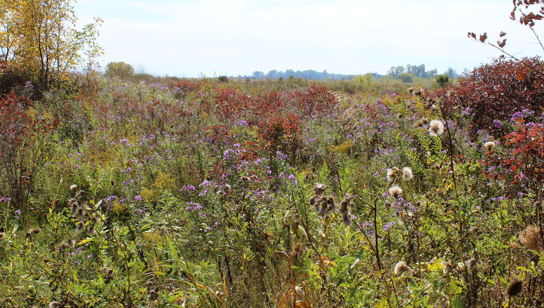 Meadows in Niagara