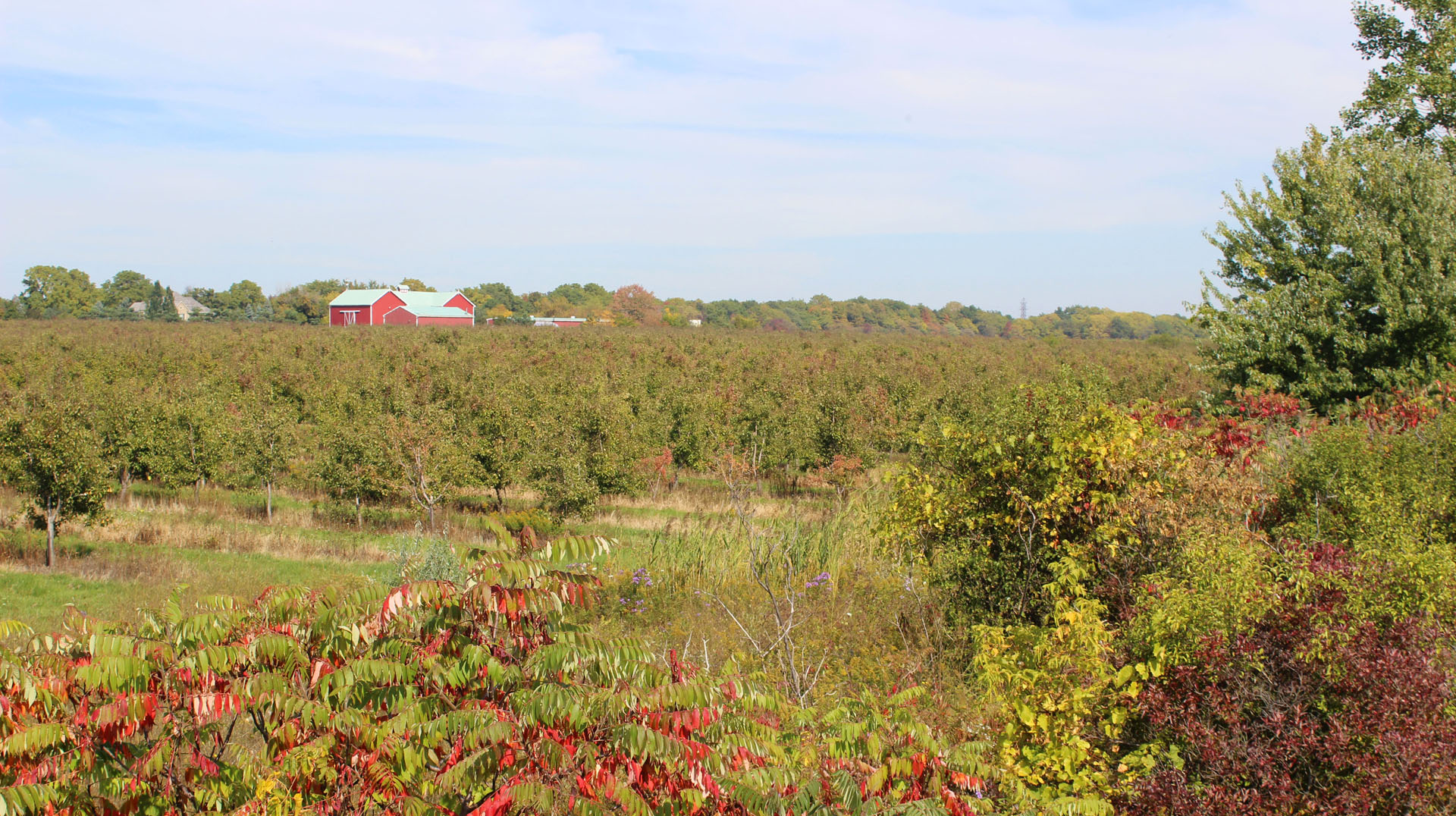 Views overlooking the meadow