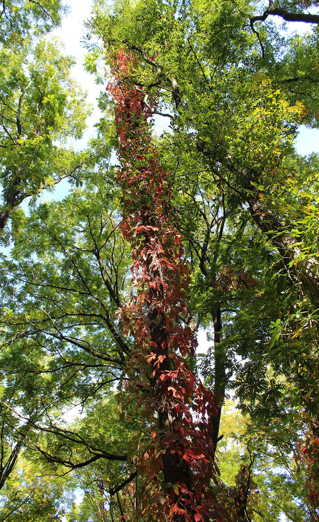 Tall trees in Niagara region